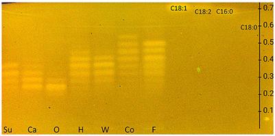 Bioactive profiles of edible vegetable oils determined using 10D hyphenated comprehensive high-performance thin-layer chromatography (HPTLC×HPTLC) with on-surface metabolism (nanoGIT) and planar bioassays